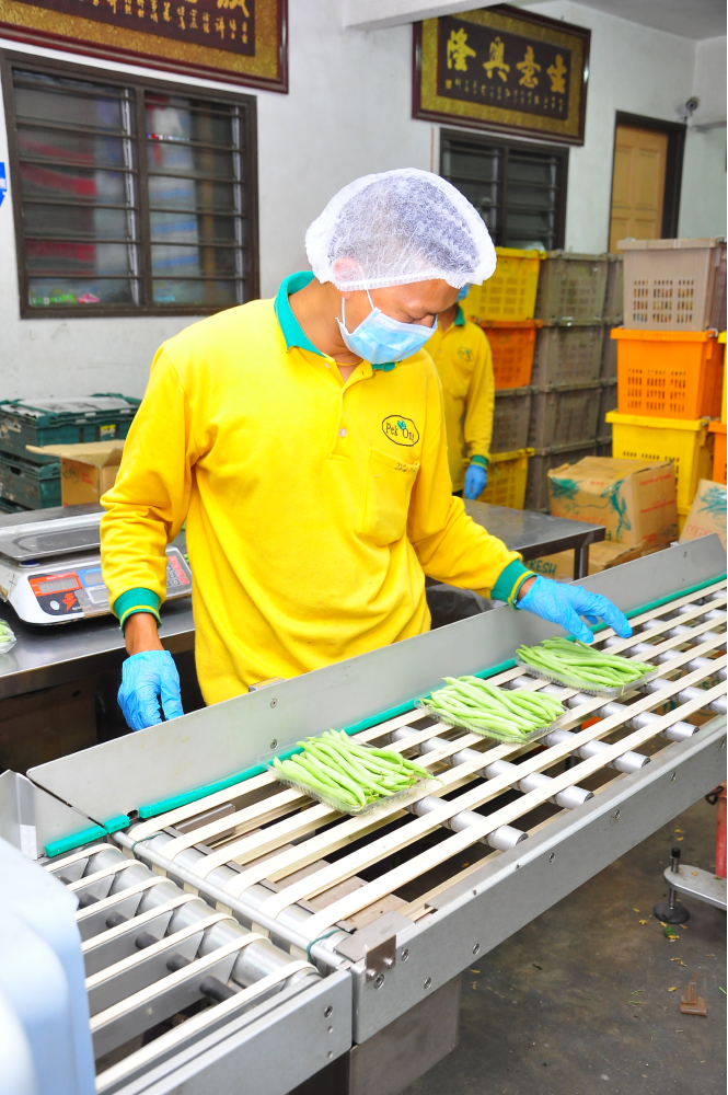 fruit-vegetable-packaging-machine-company-with-manpower-14