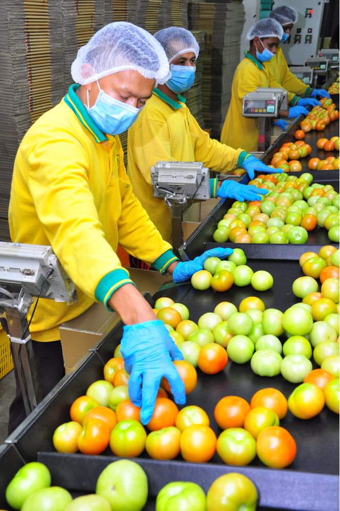 fruit-vegetable-packaging-machine-company-with-manpower-16