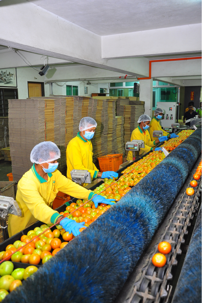 fruit-vegetable-packaging-machine-company-with-manpower-17