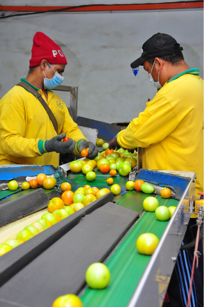 fruit-vegetable-packaging-machine-company-with-manpower-8